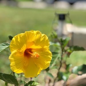 Meet your Posher, Sybil